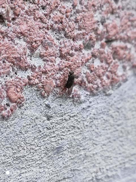 Discocerina obscurella