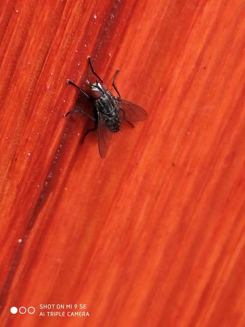Sarcophagidae - húslégyfélék