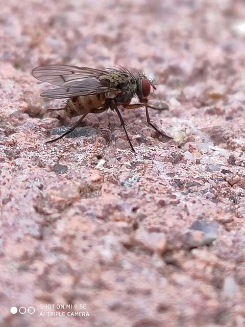 Helina sexmaculata