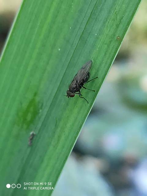 Notiphila