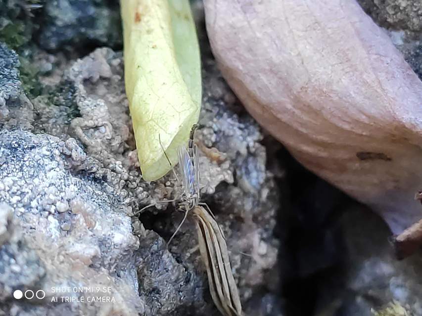 Chironomidae - árvaszúnyogok