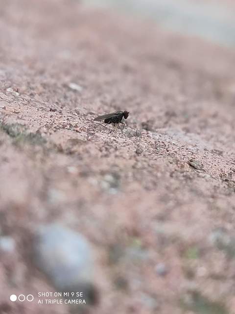 Medetera