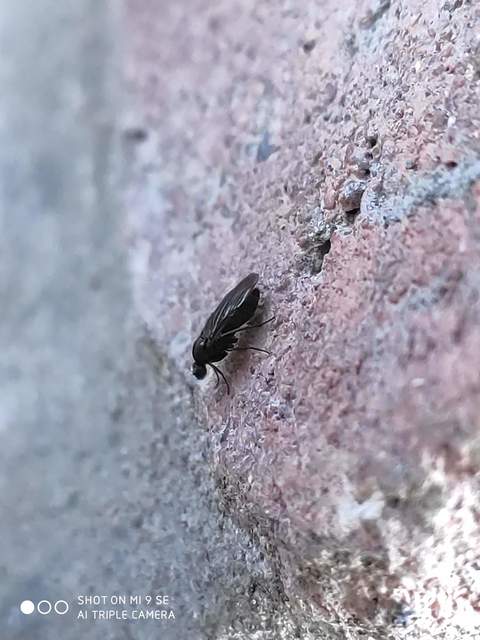 Phoridae - púposlégyfélék
