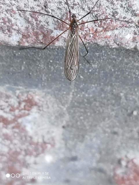 Pilaria discicollis