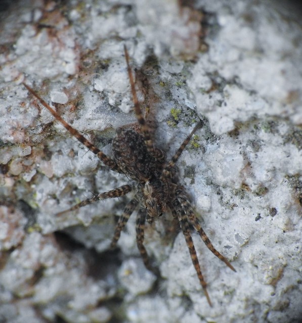 Pardosa