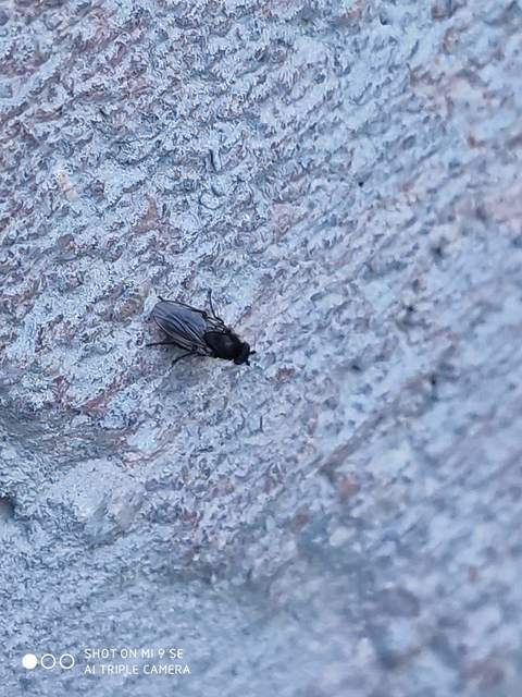 Sphaeroceridae - trágyalegyek