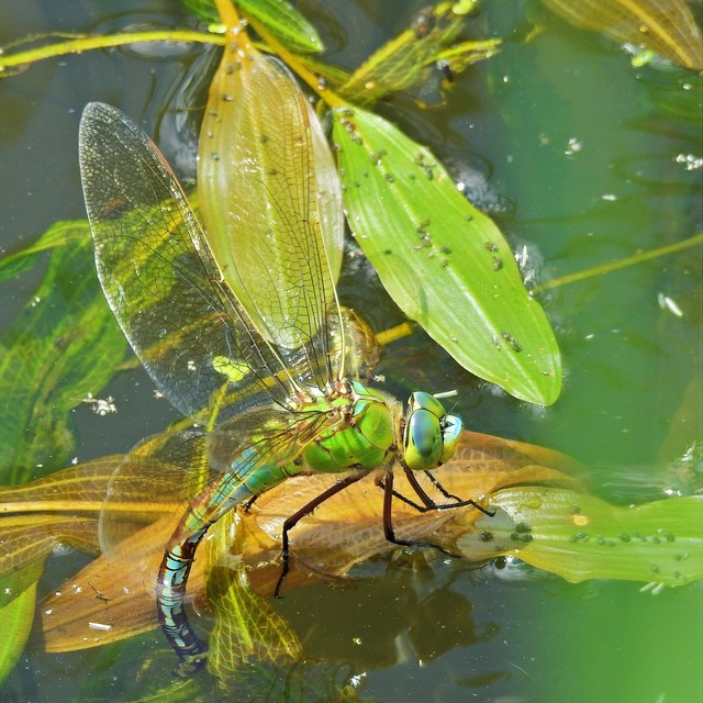Anax imperator - zöld óriásacsa