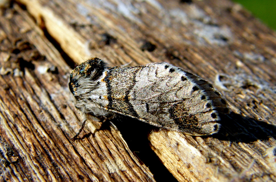 Furcula furcula - szürke púposszövő