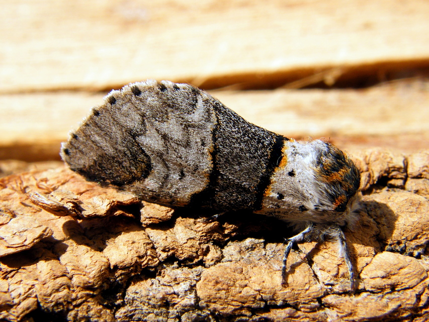 Furcula furcula - szürke púposszövő