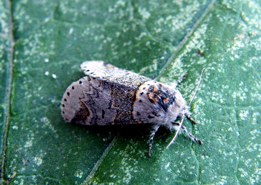 Furcula furcula - szürke púposszövő