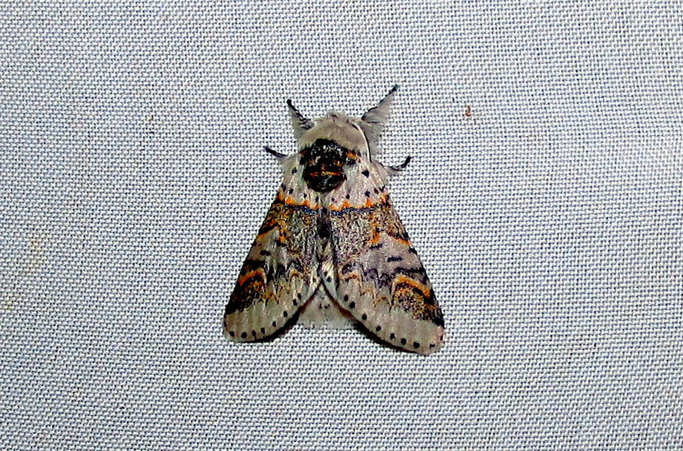 Furcula furcula - szürke púposszövő