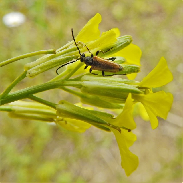 Pseudovadonia livida - barnás virágcincér