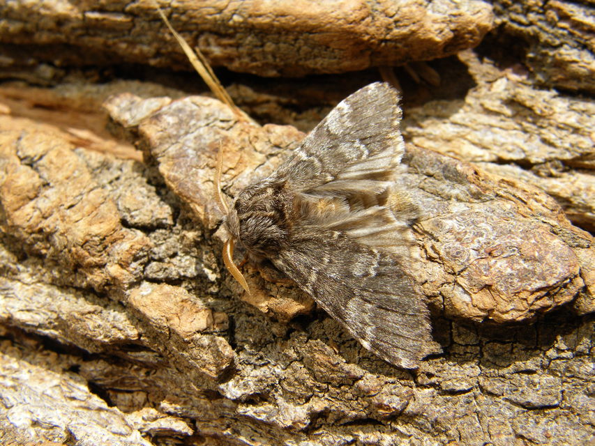 Drymonia ruficornis - cserfa-púposszövő