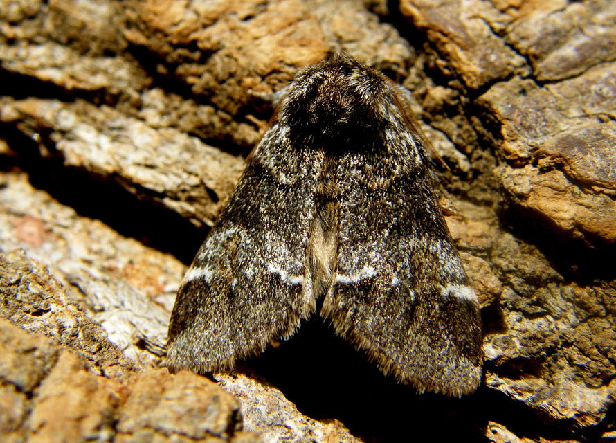 Drymonia dodonea - bélyeges púposszövő
