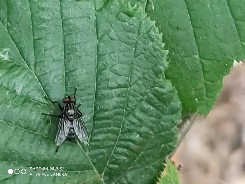 Phyto melanocephala
