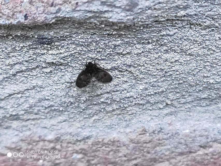 Psychodidae - lepkeszúnyogok