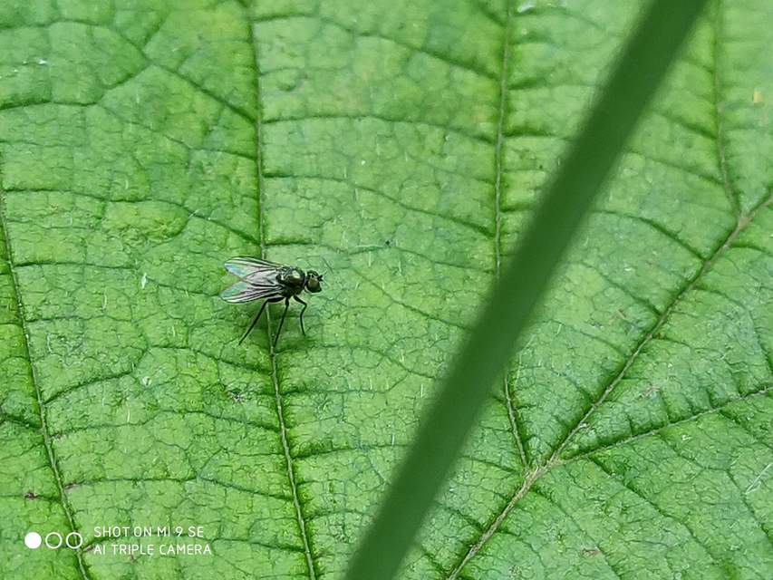 Dolichopodidae - szúnyoglábú legyek