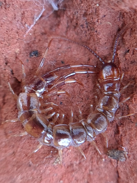 Lithobiidae