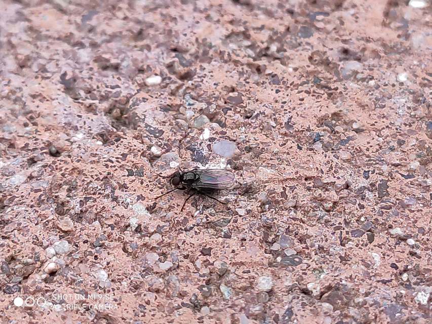 Coenosia atra