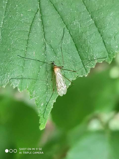 Limonia nigropunctata