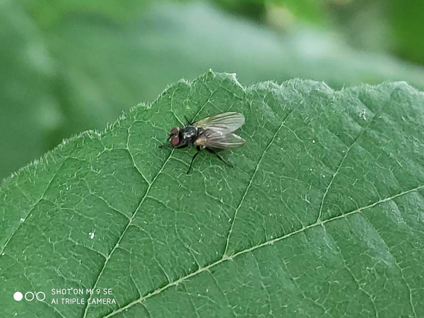 Coenosia atra