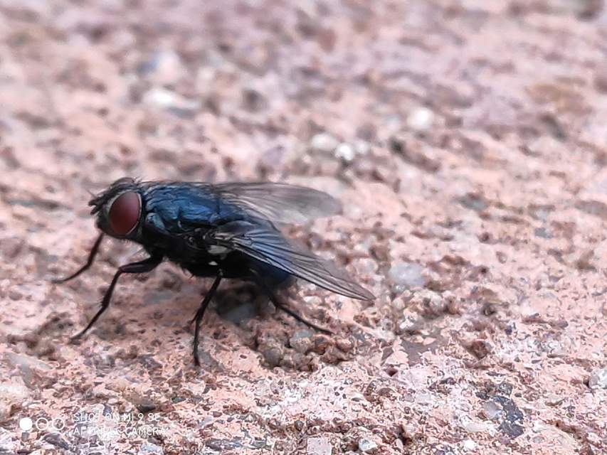 Protocalliphora azurea