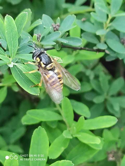 Chrysotoxum