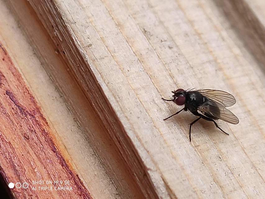 Coenosia atra