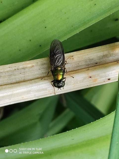 Chloromyia speciosa