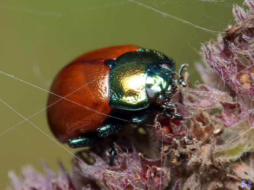 Chrysolina polita - réti mentalevelész
