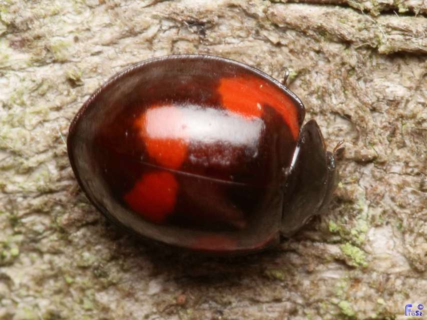Exochomus quadripustulatus - négyfoltos szerecsenkata