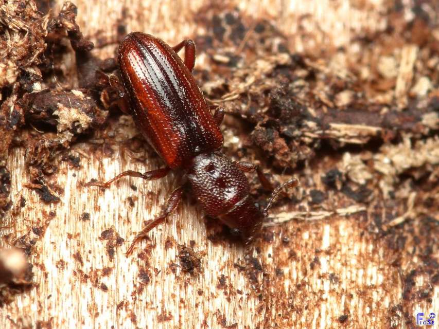 Bothrideres bipunctatus - szívnyakú humuszbogár