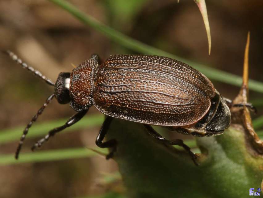 Galeruca pomonae - barna olajosbogár