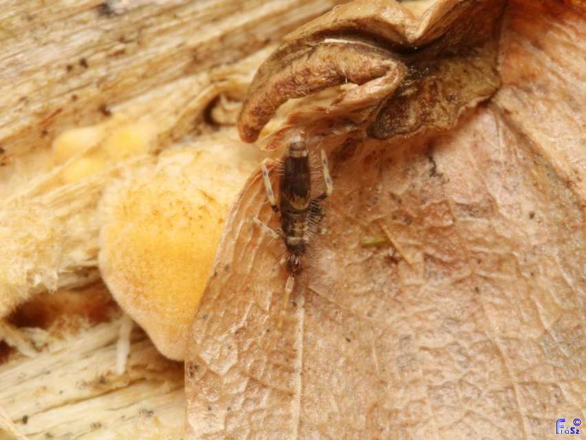 Entomobrya dorsalis