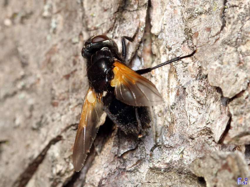 Mesembrina meridiana