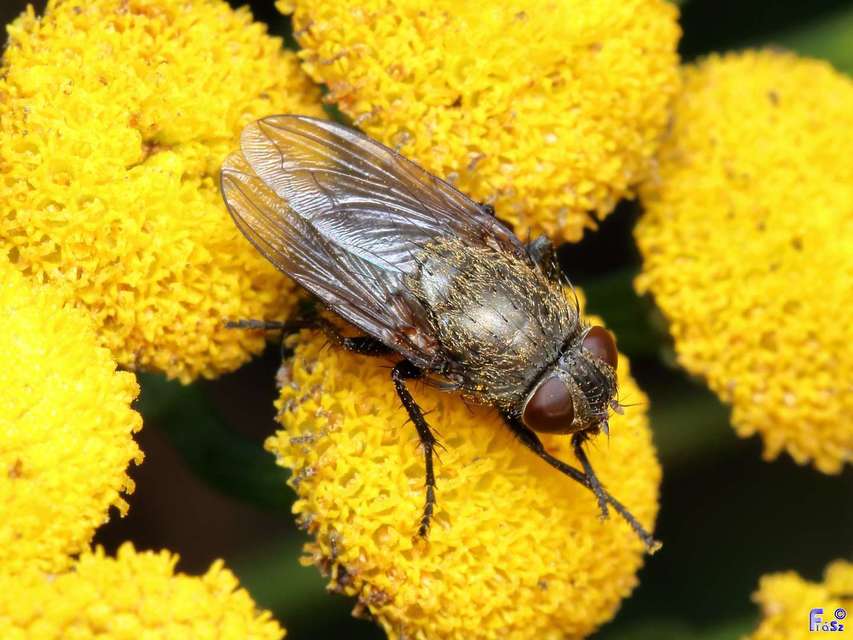 Pollenia