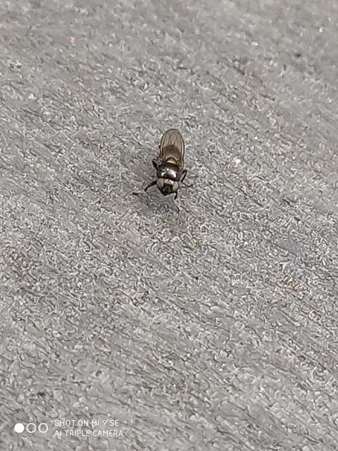 Chloropidae - gabonalegyek