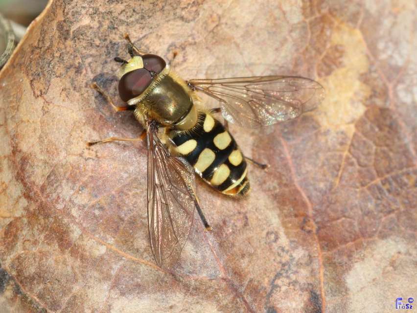 Eupeodes