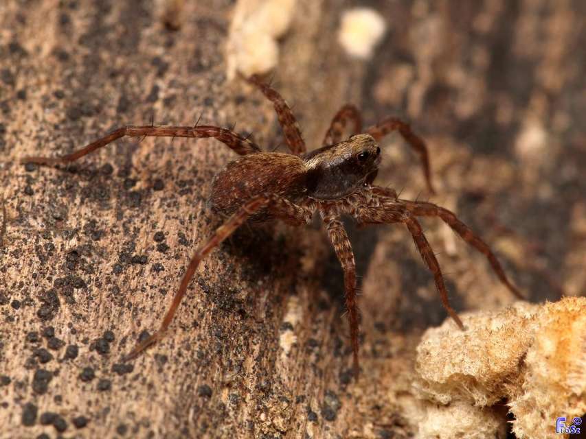 Pardosa alacris/lugubris