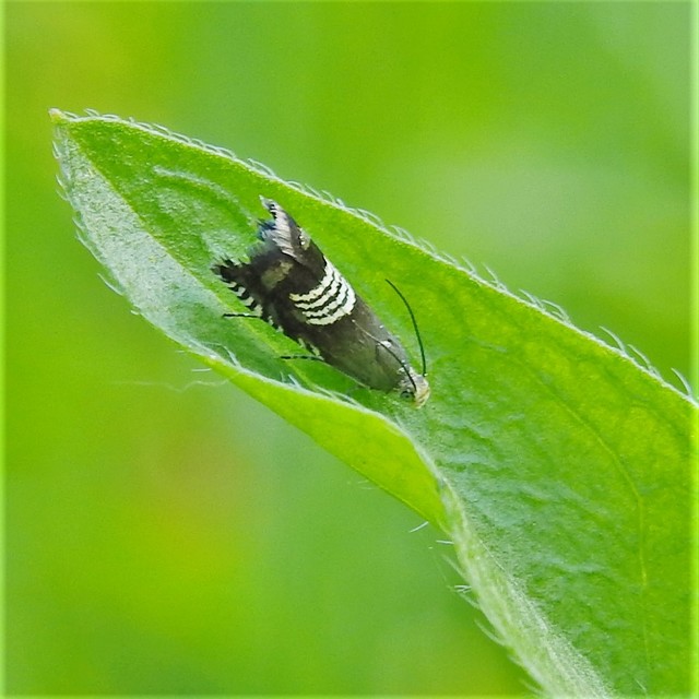 Grapholita compositella - lucernahüvelymoly