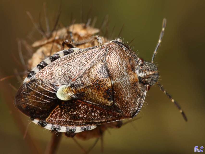 Dolycoris baccarum - közönséges bogyómászó-poloska Dolycoris baccarum - közönséges bogyómászó-poloska