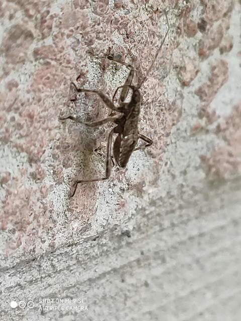 Himacerus apterus - nagy tolvajpoloska