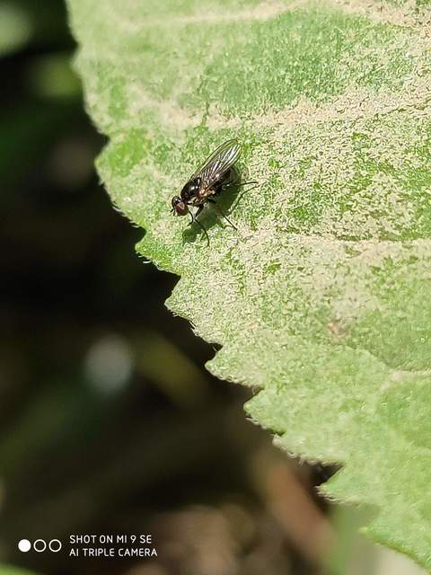 Coenosia atra