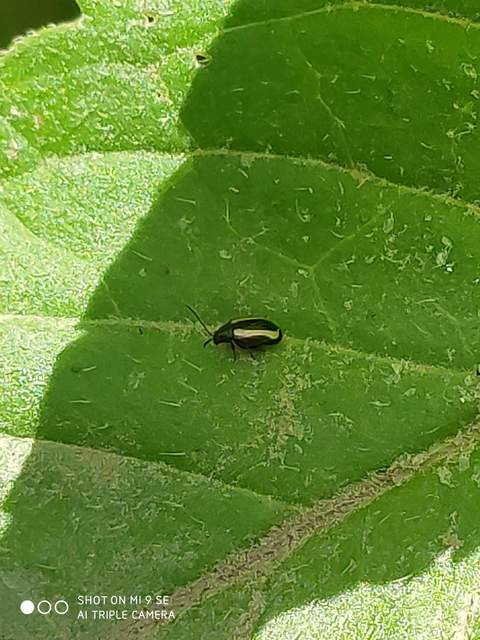 Phyllotreta
