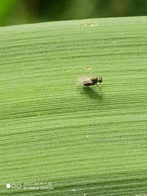 Dolichopodidae - szúnyoglábú legyek