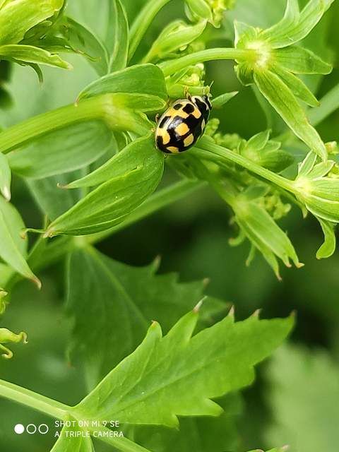 Propylea quatuordecimpunctata - tizennégypettyes füsskata
