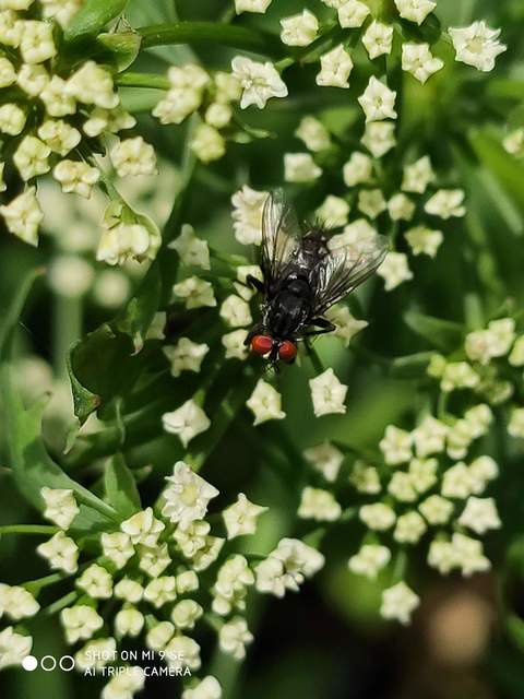 Sarcophagidae - húslégyfélék