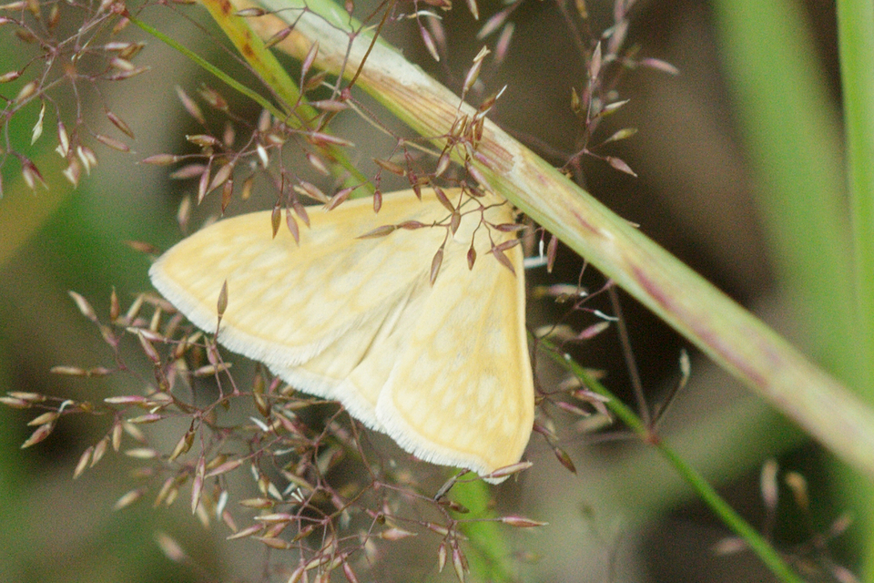 Sitochroa verticalis - világossárga dudvamoly