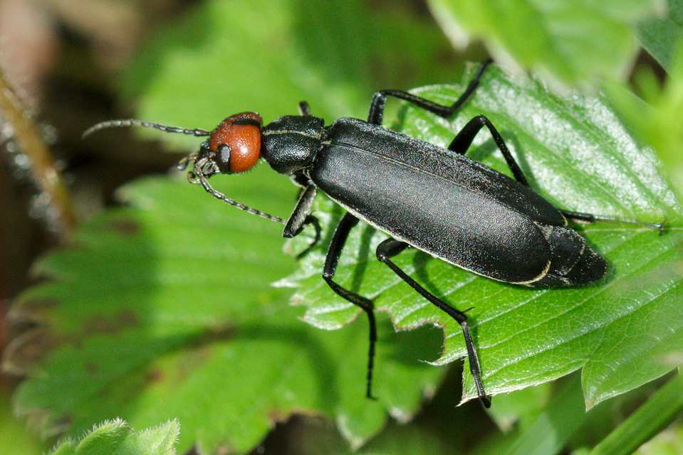 Epicauta rufidorsum - hollóbogár
