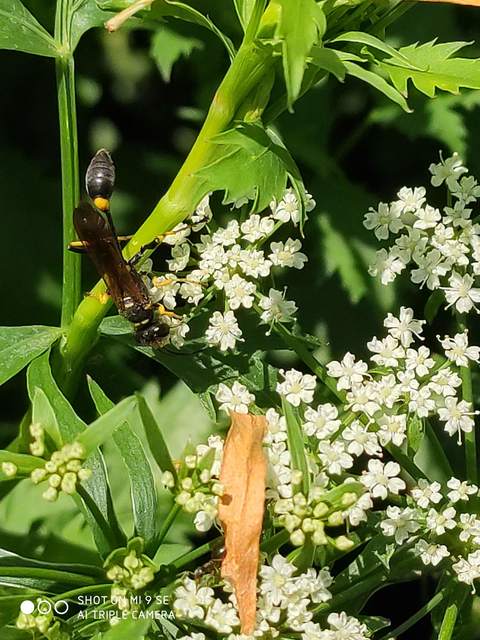 Sceliphron caementarium - feketenyelű lopódarázs
